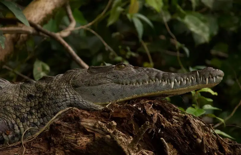 Reptil en primer plano en la orilla de los canales de Tortuguero