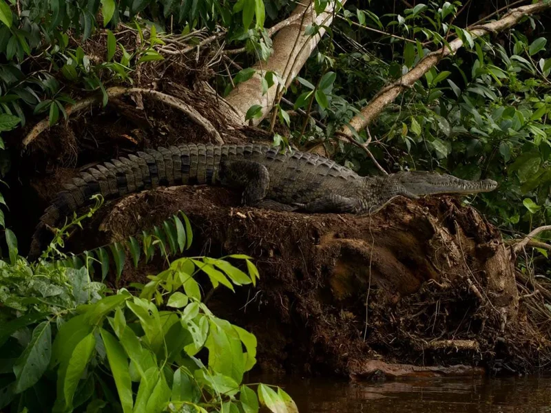 Cocodrilo en la orilla de los canales de Tortuguero