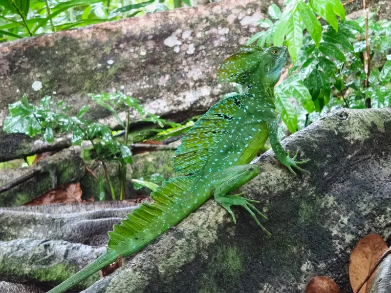 Basilisco verde