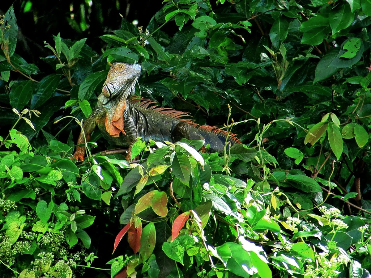 Iguana verde en la copa de los árboles