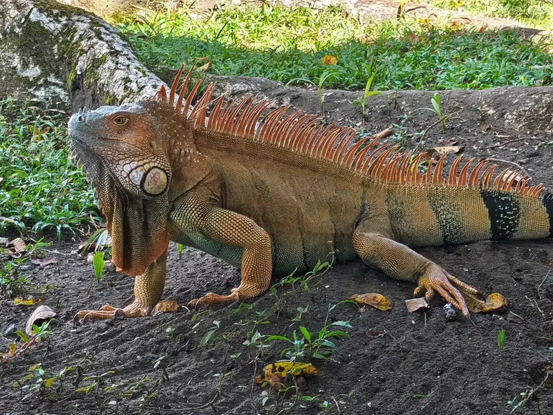 Iguana verde descansando entre las ramas a orillas de los canales