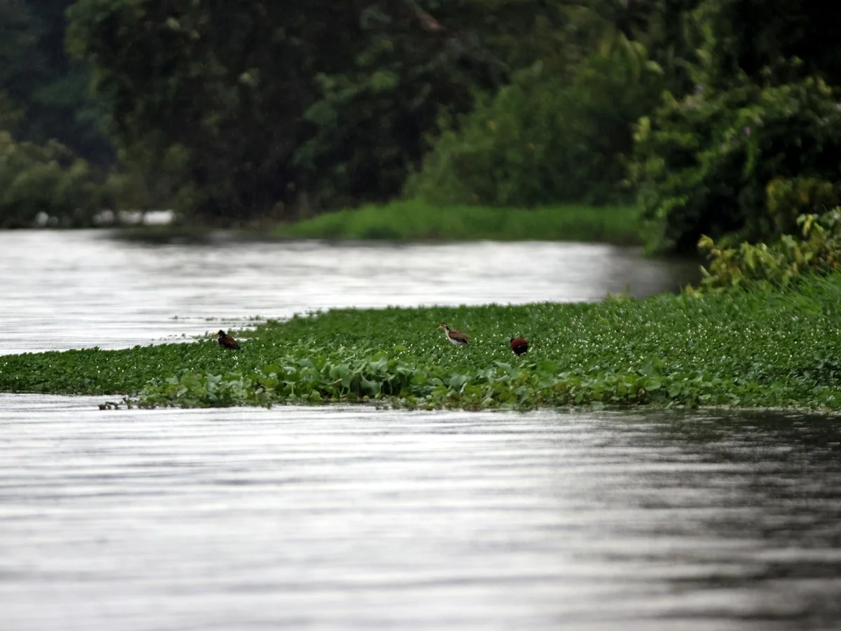 Jacana norteña sobre jacintos de agua