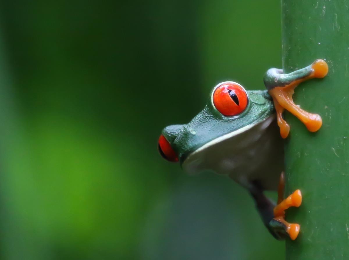 Rana de ojos rojos