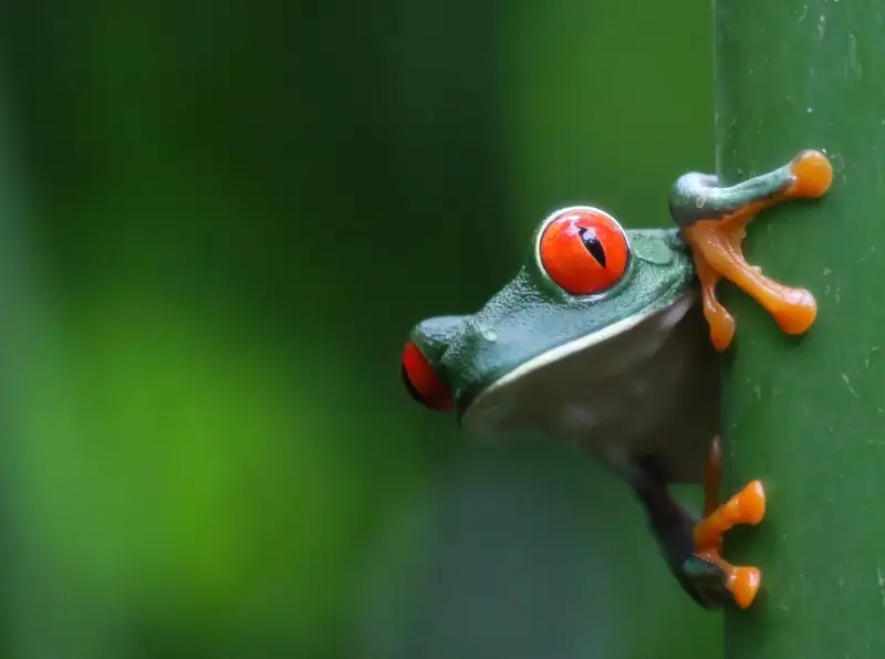 Rana de ojos rojos asomándose en el bambú verde tropical