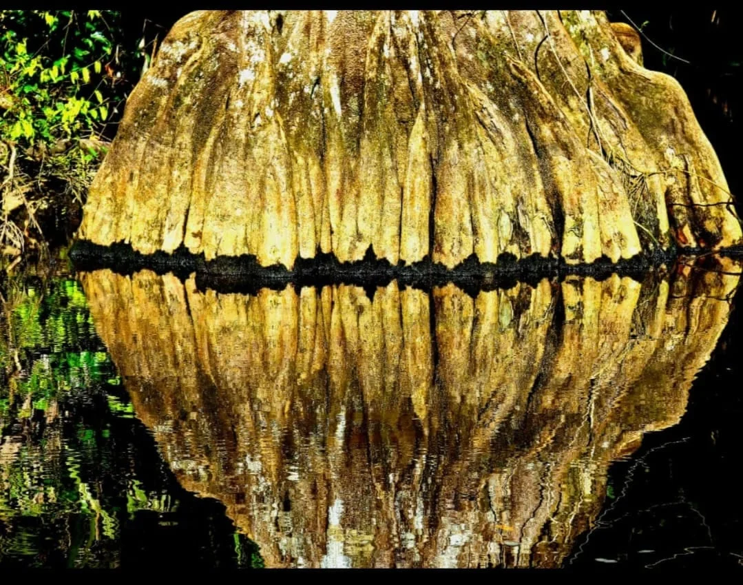 Árbol sangrillo reflejado en el canal de Tortuguero