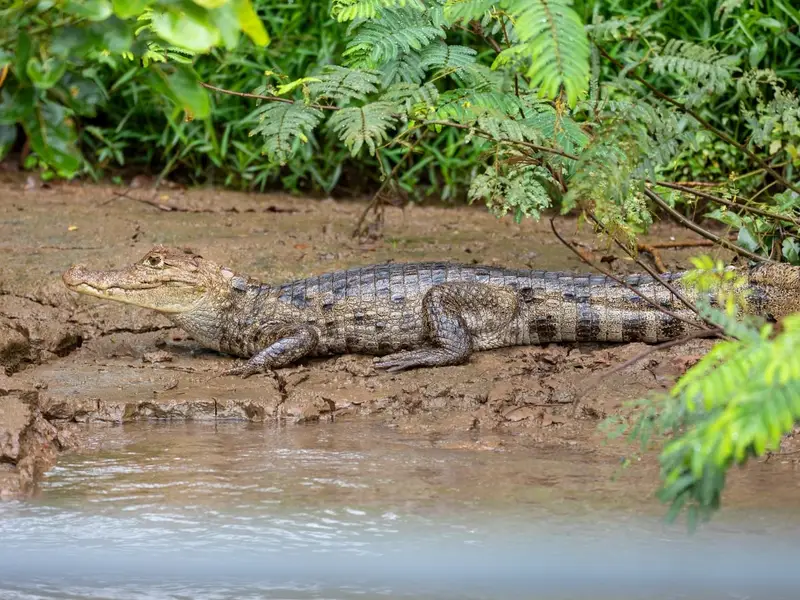 Caimán de anteojos descansando a la orilla del canal Suerte