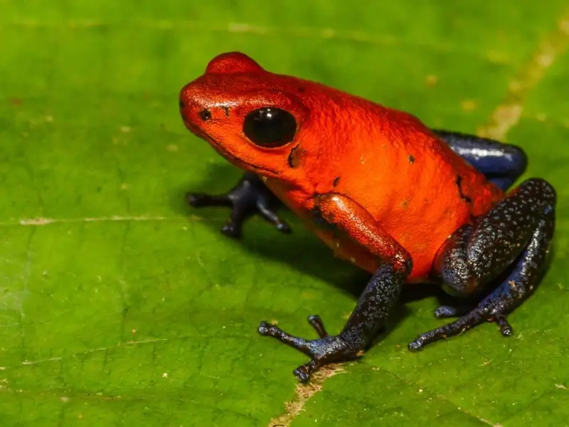 Rana venenosa roja de venenosa belleza sobre una hoja verde