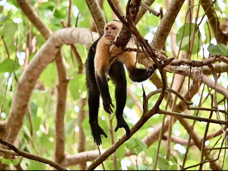Mono carablanca descansando entre las ramas de la selva
